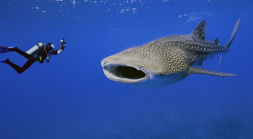 tiburon ballena en seychelles