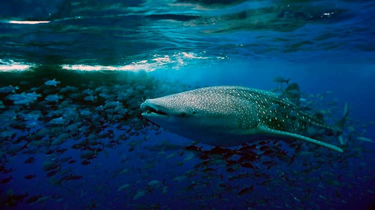 tiburon ballena en isla del coco