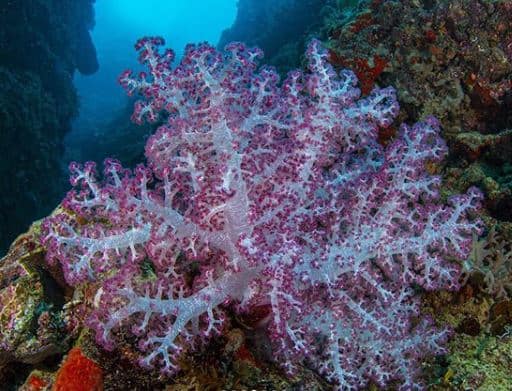 coral morado costa rica