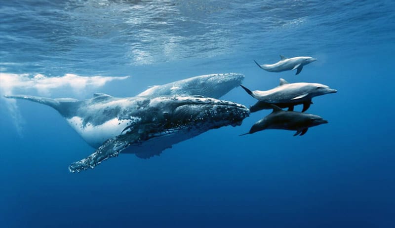 bucear con ballenas en isla Reunion