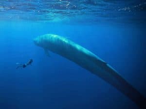 snorkel buceo con ballena azul