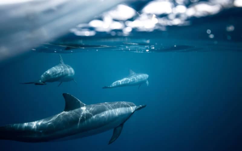 buceo con delfines en bahamas