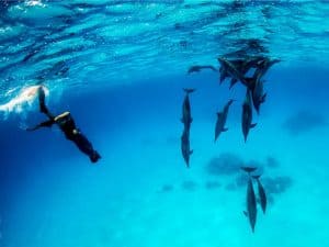 bucear con delfines