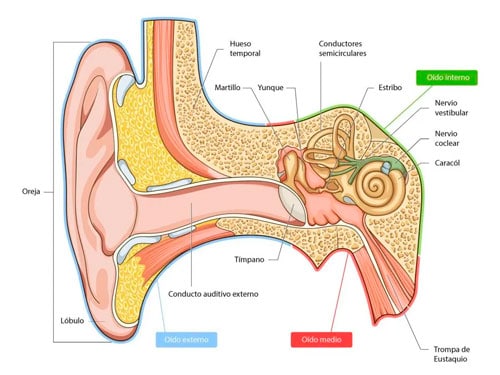 esquema partes del oido