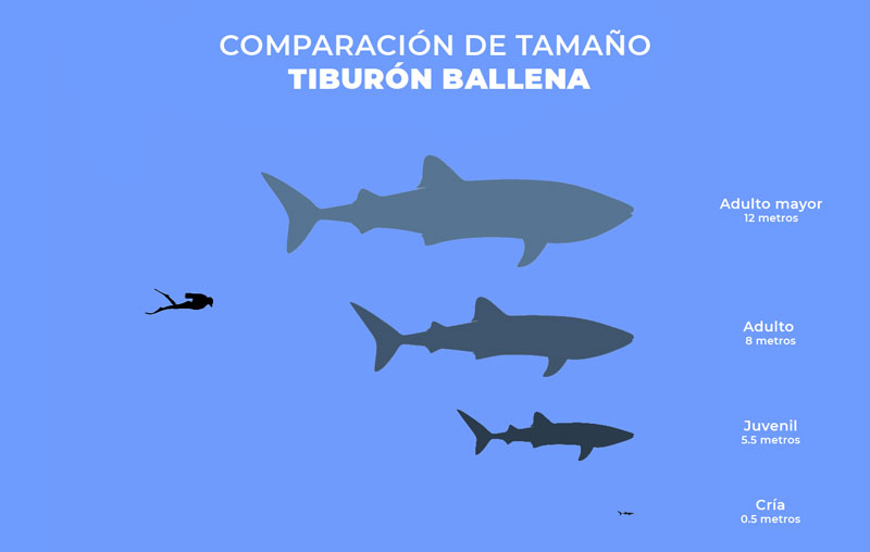 comparacion tamaño tiburon ballena